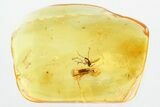 Detailed Fossil False Flower Beetle and Fungus Gnat in Baltic Amber #321761-1